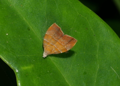 Choreutis achyrodes