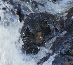 Notoaeschna sagittata