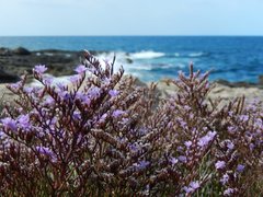 Limonium