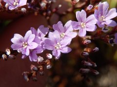 Limonium