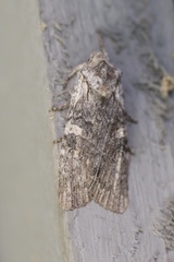 Lithophane pertorrida