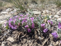 Astragalus tridactylicus