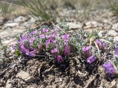 Astragalus tridactylicus