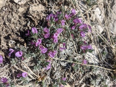 Astragalus tridactylicus