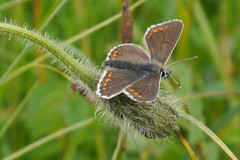 Aricia artaxerxes salmacis