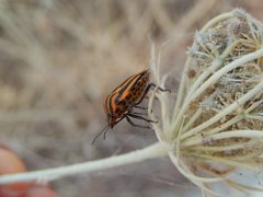 Graphosoma lineatum siciliensis