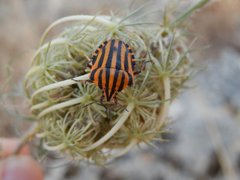 Graphosoma lineatum siciliensis
