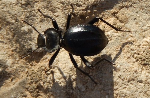 Akis trilineata