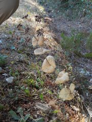 Smyrnium perfoliatum