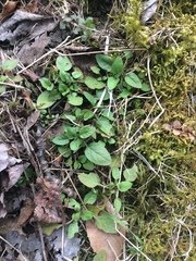Prunella vulgaris vulgaris