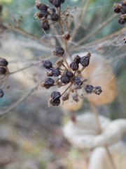 Smyrnium perfoliatum