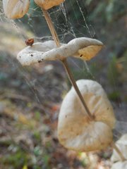 Smyrnium perfoliatum