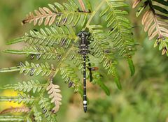 Eusynthemis brevistyla