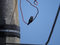 Cynanthus latirostris