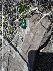 Pasimachus mexicanus