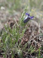 Clematis hirsutissima