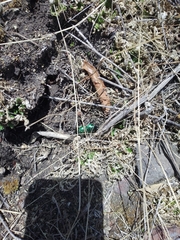 Pasimachus mexicanus