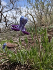Clematis hirsutissima