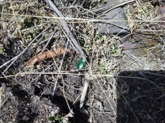 Pasimachus mexicanus