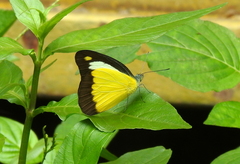 Appias lyncida vasava