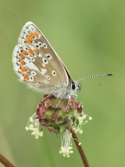 Aricia artaxerxes salmacis