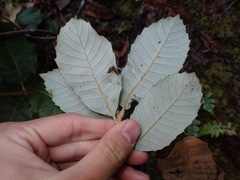 Notholithocarpus densiflorus densiflorus