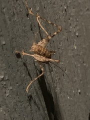 Tachycines asynamorus