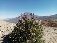 Lupinus misticola