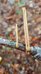 Macrotyphula fistulosa