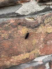 Tomostethus nigritus