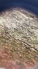 Lecanora confusa