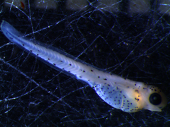 Etheostoma podostemone