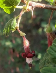 Ribes roezlii roezlii