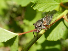 Platypedia minor