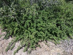 Ribes roezlii roezlii