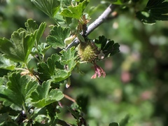 Ribes roezlii roezlii