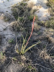 Hesperaloe parviflora