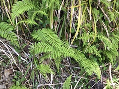 Amauropelta beddomei