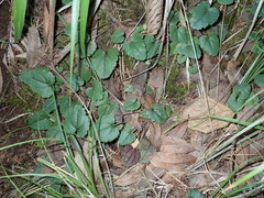 Veronica californica