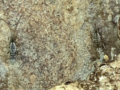 Pogonognathellus elongatus