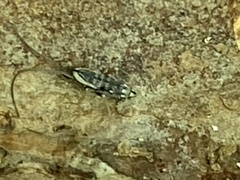 Pogonognathellus elongatus