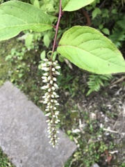 Itea