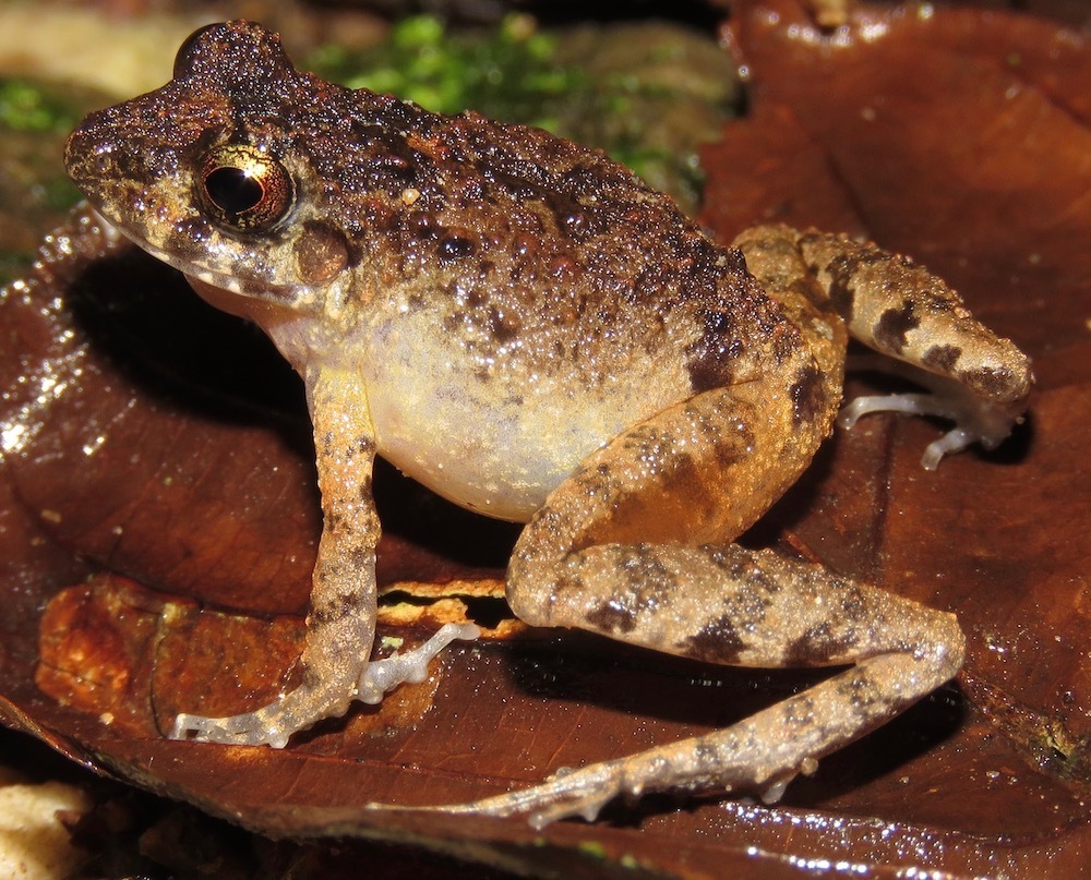 La Paz Robber Frog