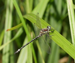 Eusynthemis brevistyla