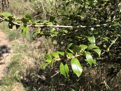 Ilex bioritsensis