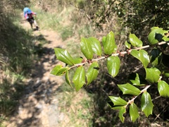 Ilex bioritsensis