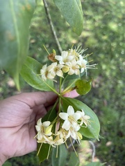 Fagraea fragrans