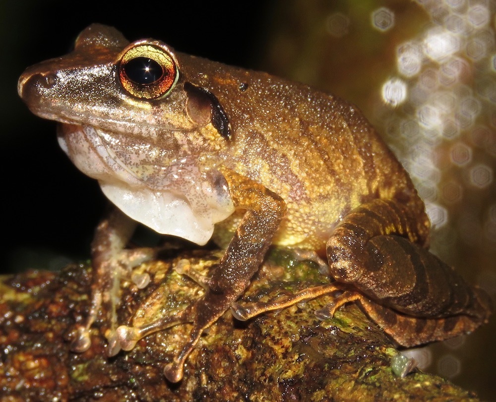 Cuzco Robber Frog