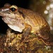 Cuzco Robber Frog - Photo (c) Rich Hoyer, some rights reserved (CC BY-NC-SA), uploaded by Rich Hoyer
