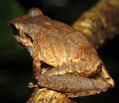 Pristimantis danae